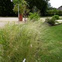 Stipa capillata (2)
